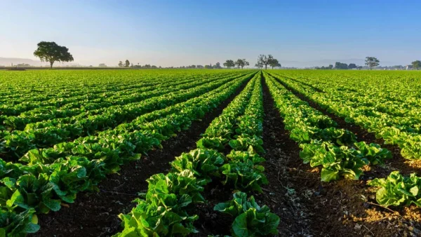 Pioneering Sustainable Agriculture 5.0 in Europe